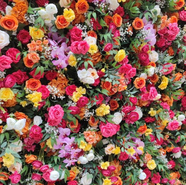 Vivid - Image 2